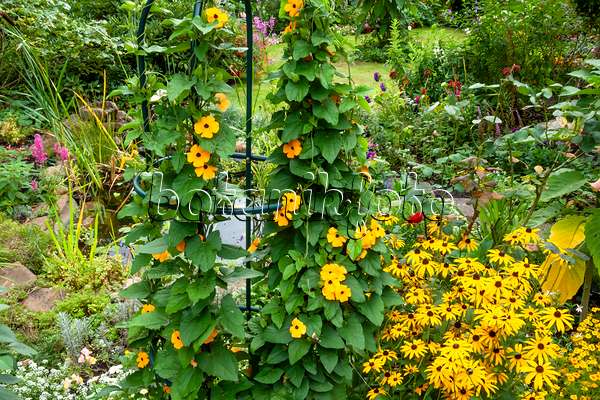 464054 - Black-eyed Susan (Thunbergia alata) and marigolds (Tagetes)