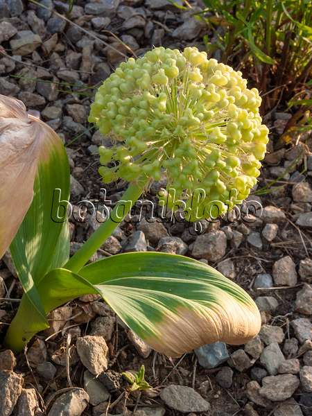 402032 - Black garlic (Allium nigrum syn. Allium multibulbosum) in a bed of pebbles