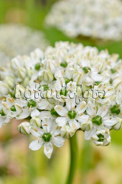508560 - Black garlic (Allium nigrum syn. Allium multibulbosum)