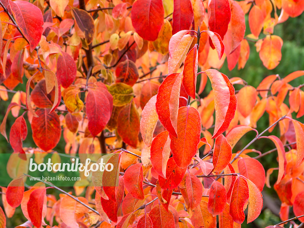 465222 - Black haw (Viburnum prunifolium)