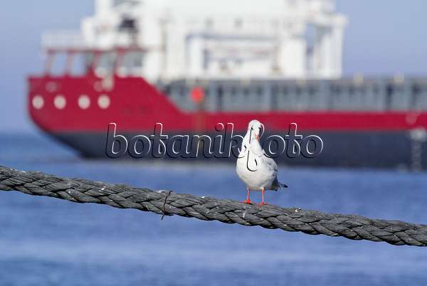 525093 - Black-headed gull (Larus ridibundus syn. Chroicocephalus ridibundus) with container ship