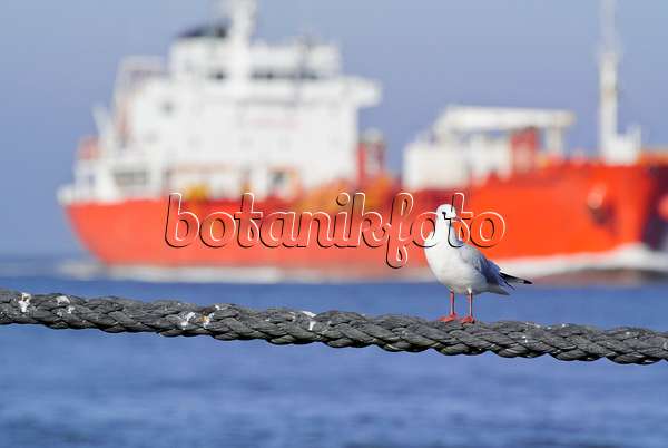 525094 - Black-headed gull (Larus ridibundus syn. Chroicocephalus ridibundus) with container ship