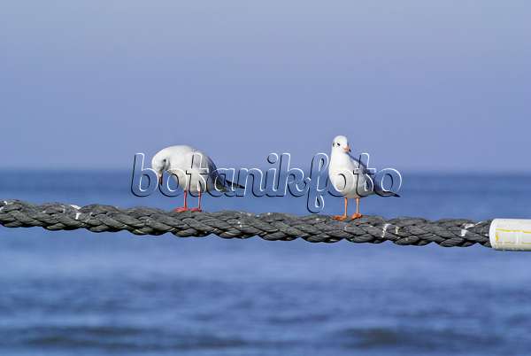 525095 - Black-headed gull (Larus ridibundus syn. Chroicocephalus ridibundus)