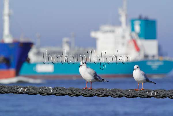 525096 - Black-headed gull (Larus ridibundus syn. Chroicocephalus ridibundus) with container ship