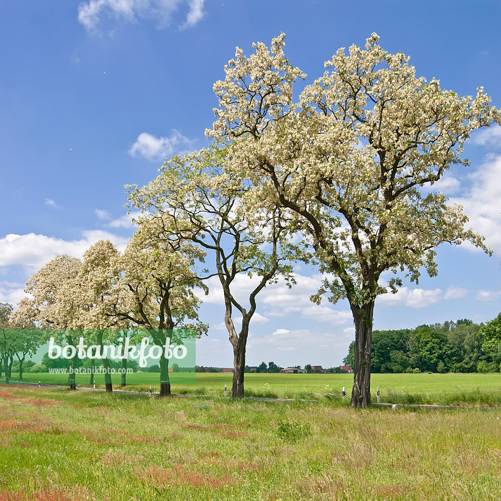 517237 - Black locust (Robinia pseudoacacia)