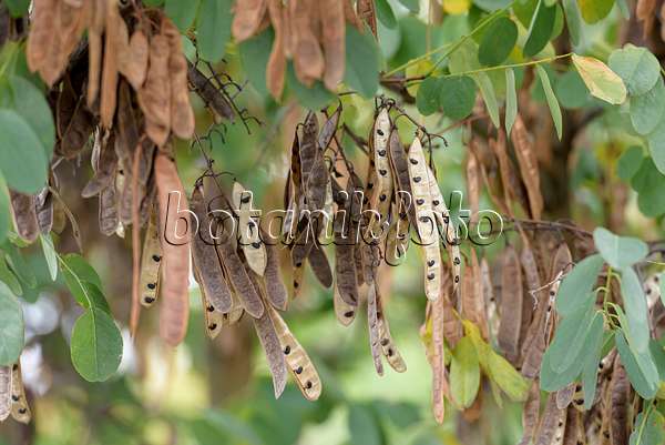607192 - Black locust (Robinia pseudoacacia)