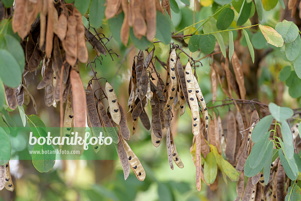 607192 - Black locust (Robinia pseudoacacia)