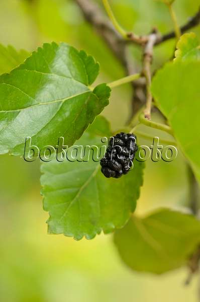 524018 - Black mulberry (Morus nigra)