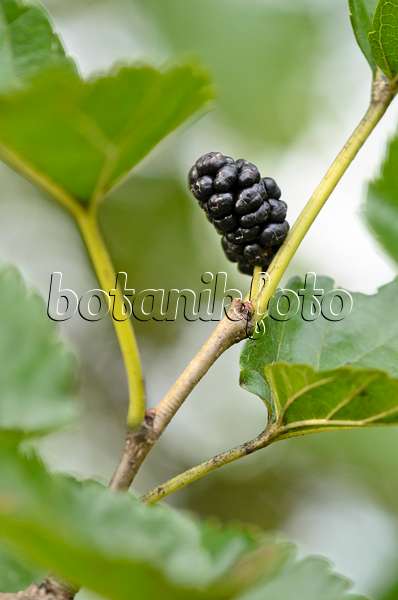 524019 - Black mulberry (Morus nigra)