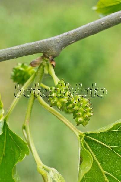 556130 - Black mulberry (Morus nigra)