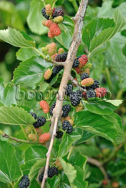 502299 - Black mulberry (Morus nigra 'Black Tabor')