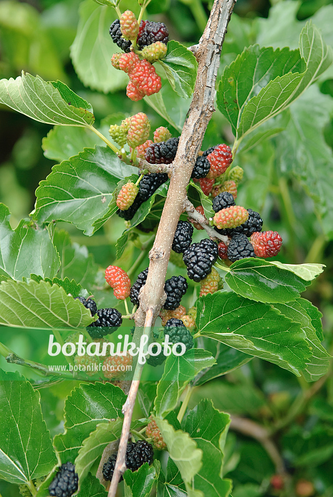 502299 - Black mulberry (Morus nigra 'Black Tabor')