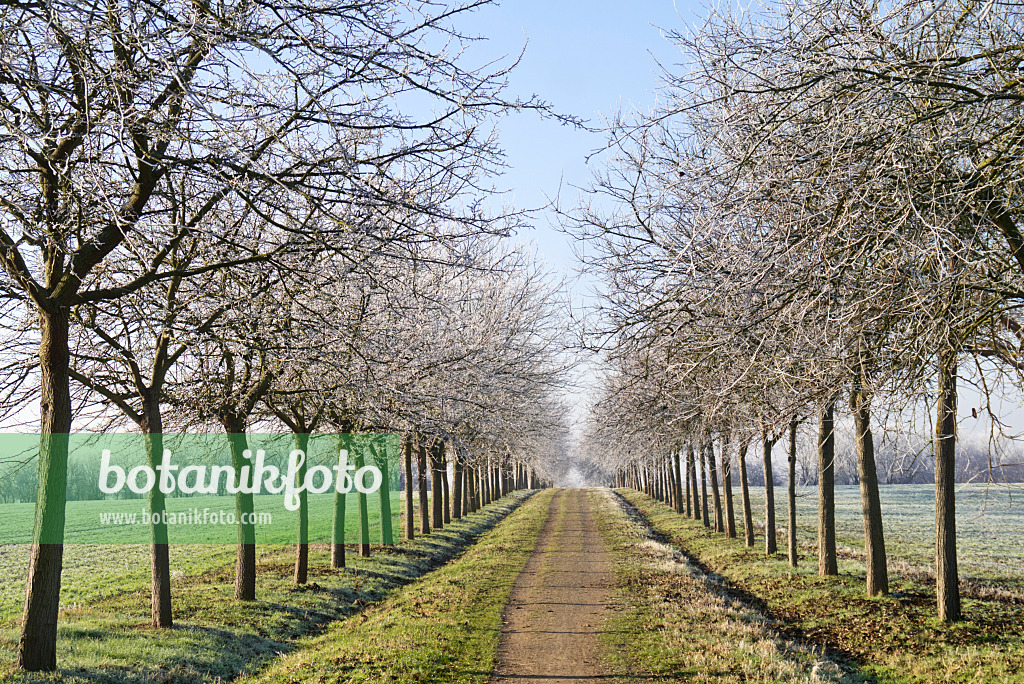 565028 - Black mulberry (Morus nigra) with hoar frost