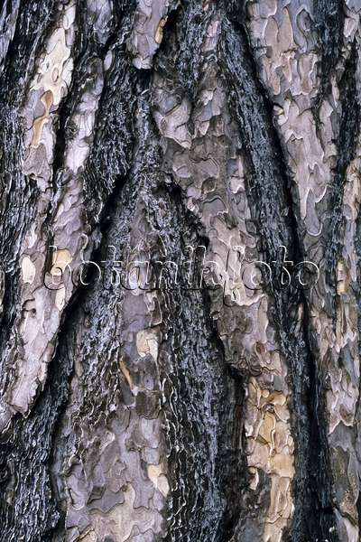 367002 - Black pine (Pinus nigra)