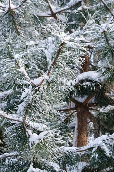 491035 - Black pine (Pinus nigra)