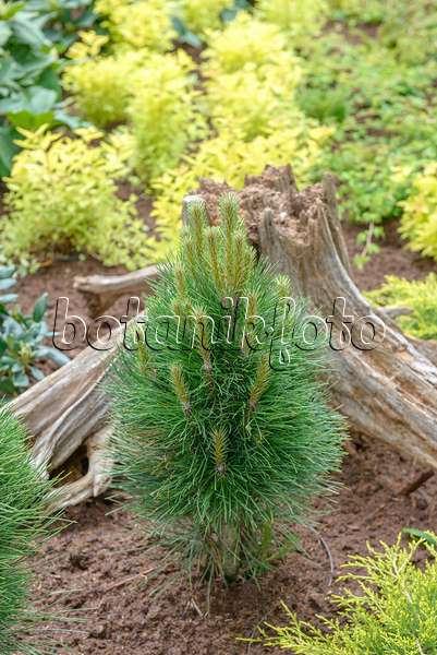 558184 - Black pine (Pinus nigra 'Green Tower')