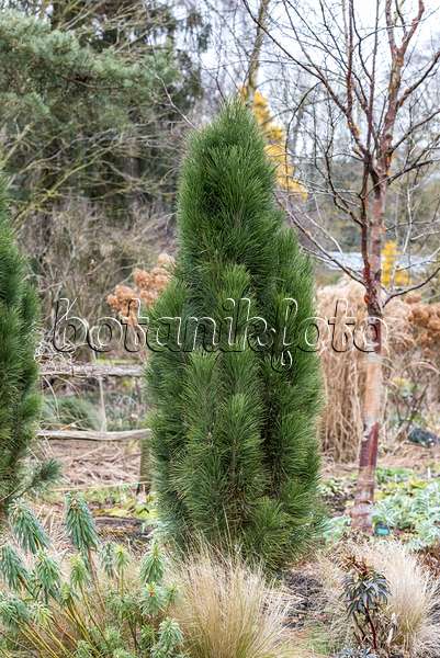 625315 - Black pine (Pinus nigra 'Green Tower')