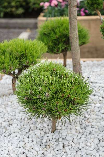 535419 - Black pine (Pinus nigra 'Marie Brégeon')