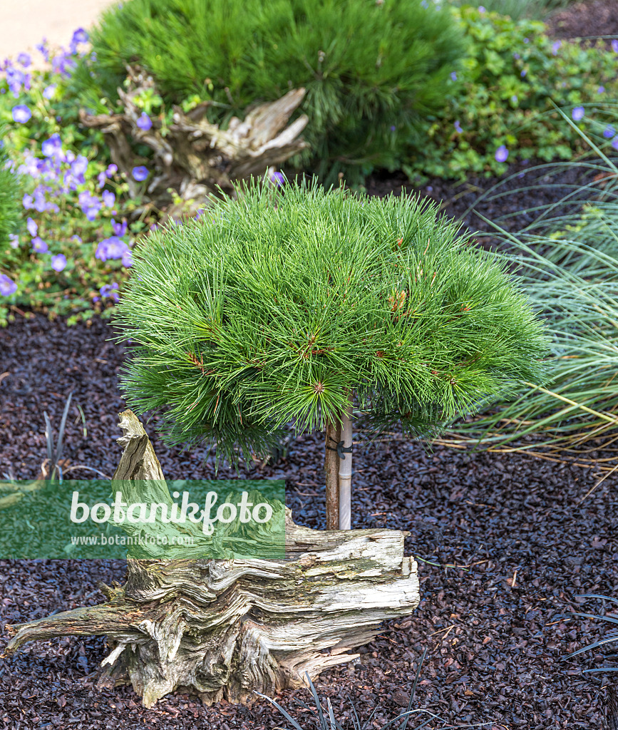 625316 - Black pine (Pinus nigra 'Pierrick Brégeon')