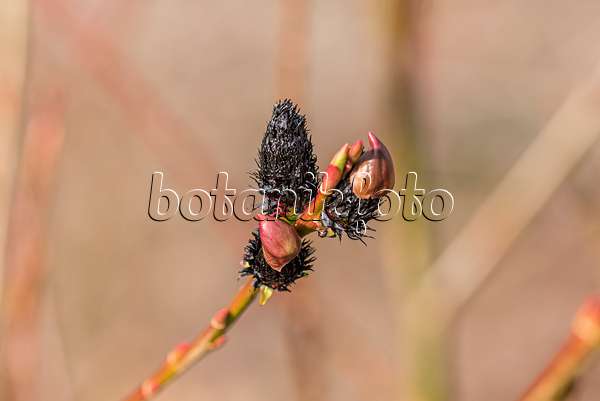 625371 - Black pussy willow (Salix gracilistyla 'Melanostachys')