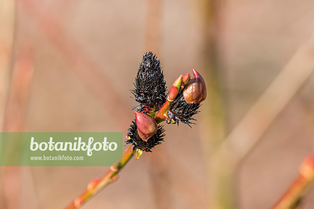 625371 - Black pussy willow (Salix gracilistyla 'Melanostachys')