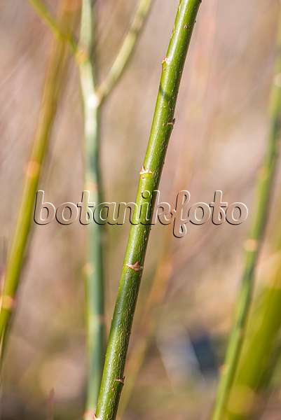 625372 - Black pussy willow (Salix gracilistyla 'Melanostachys')