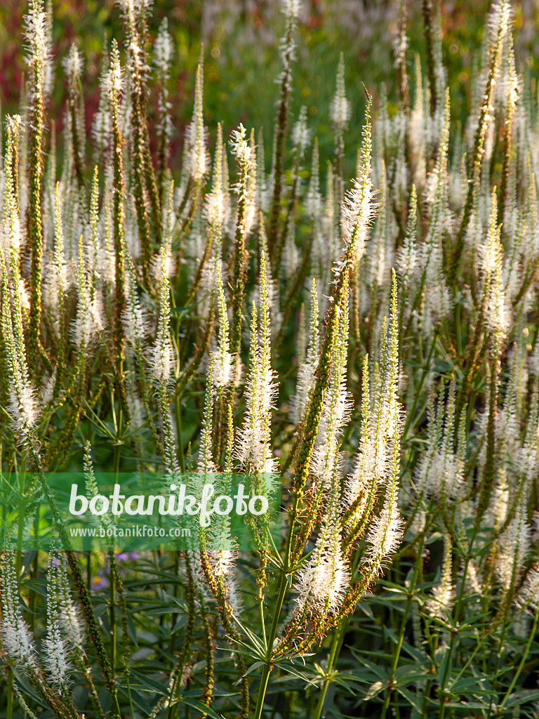 440253 - Black root (Veronicastrum virginicum 'Alboroseum' syn. Veronica virginica 'Alboroseum')