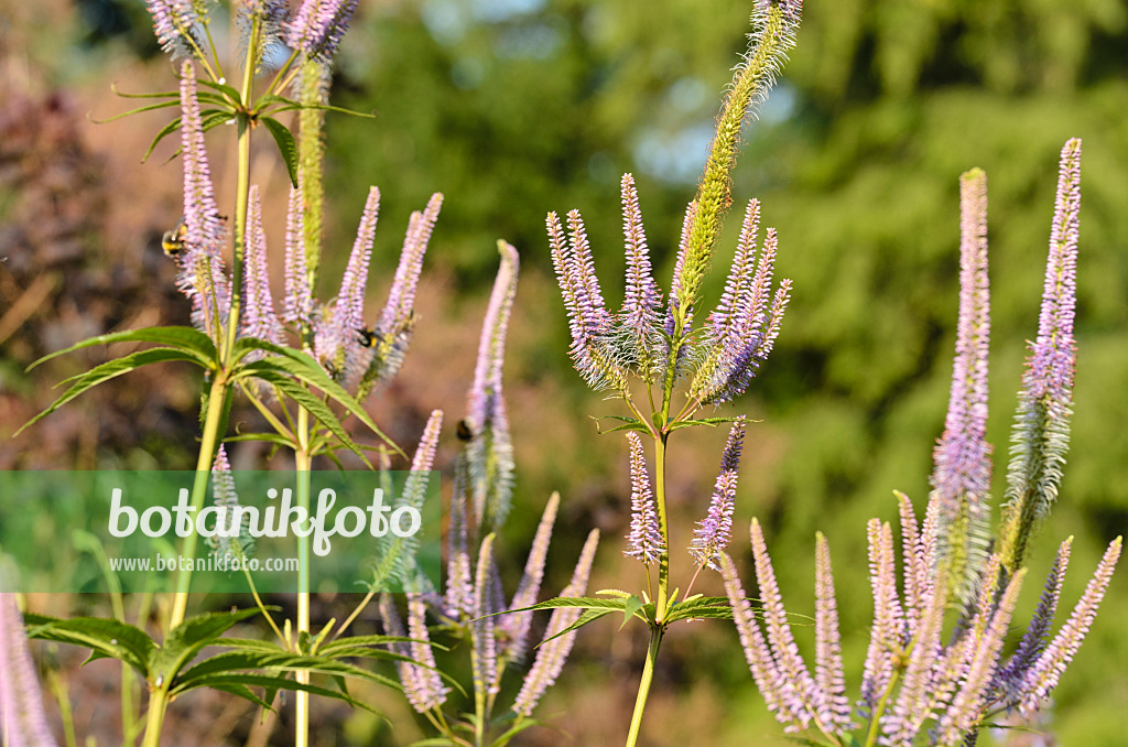 498114 - Black root (Veronicastrum virginicum 'Apollo' syn. Veronica virginica 'Apollo')