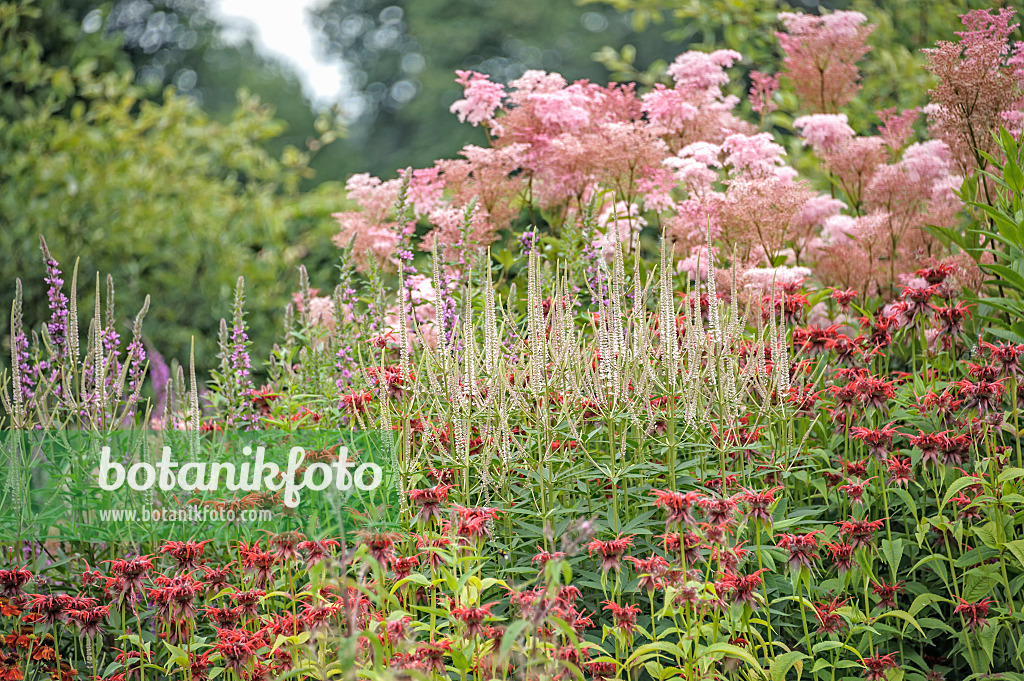 535436 - Black root (Veronicastrum virginicum 'Diana' syn. Veronica virginica 'Diana'), scarlet bee balm (Monarda didyma 'Squaw') and queen of the prairie (Filipendula rubra 'Venusta')