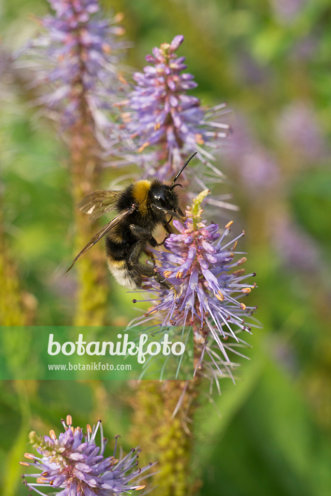 608100 - Black root (Veronicastrum virginicum 'Temptation' syn. Veronica virginica 'Temptation') and bumble bee (Bombus)