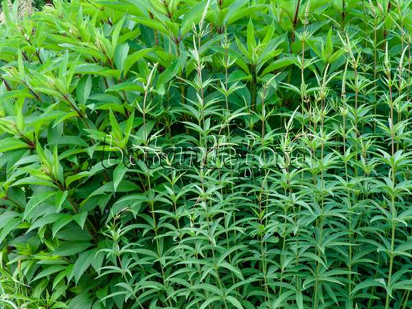 461109 - Black root (Veronicastrum virginicum syn. Veronica virginica) and sweet Joe-Pye weed (Eupatorium maculatum 'Glutball' syn. Eutrochium maculatum 'Glutball')