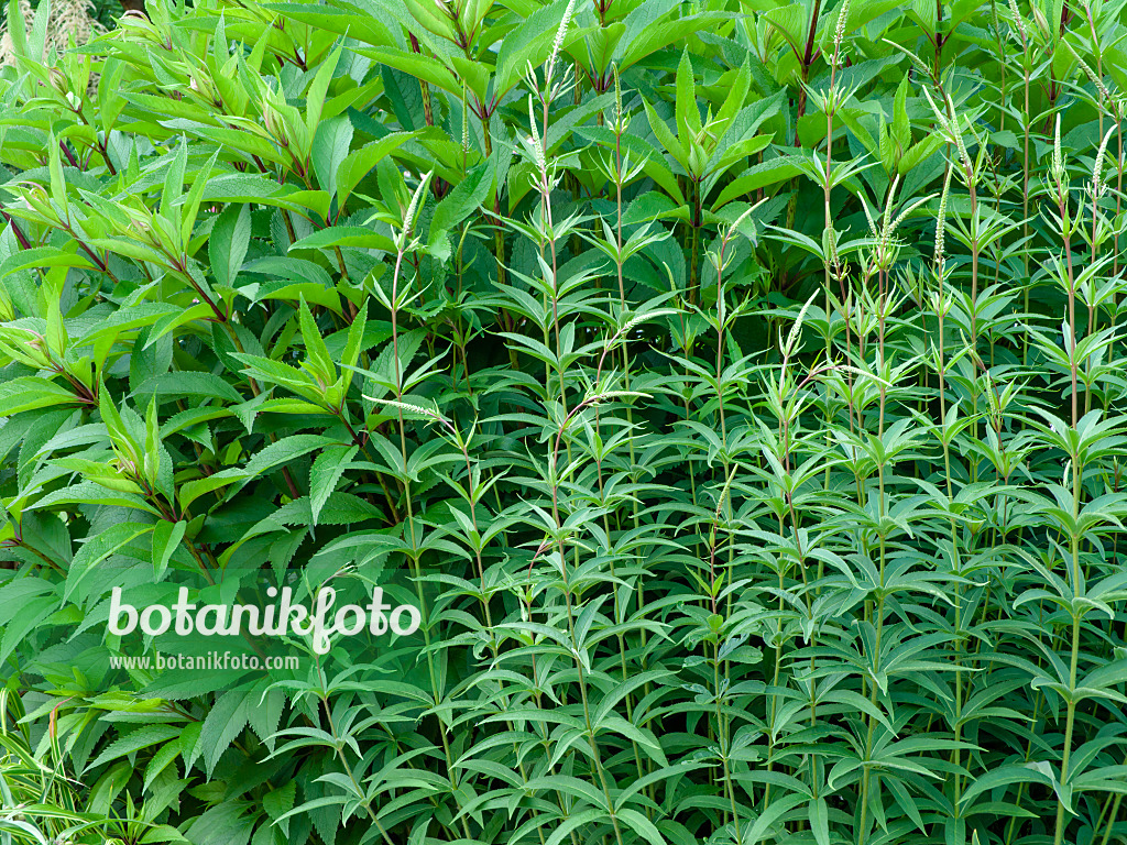 461109 - Black root (Veronicastrum virginicum syn. Veronica virginica) and sweet Joe-Pye weed (Eupatorium maculatum 'Glutball' syn. Eutrochium maculatum 'Glutball')