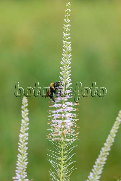 575345 - Black root (Veronicastrum virginicum syn. Veronica virginica) and bumble bee (Bombus)