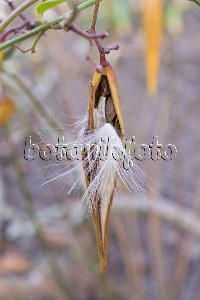 573093 - Black swallowwort (Vincetoxicum nigrum)