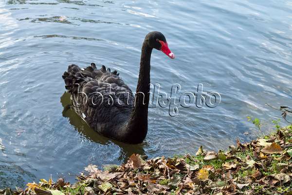 526059 - Black swan (Cygnus atratus)