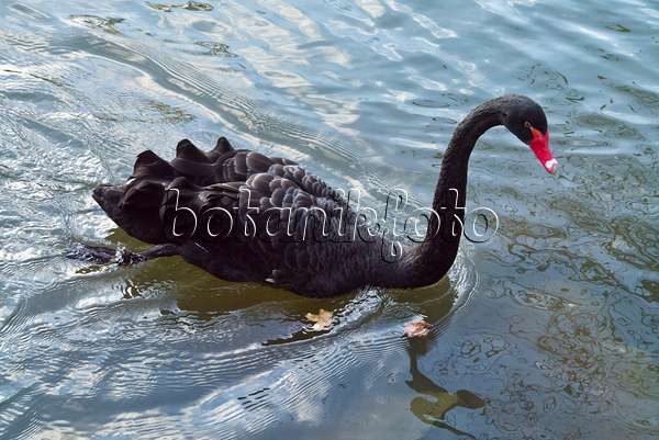 526061 - Black swan (Cygnus atratus)