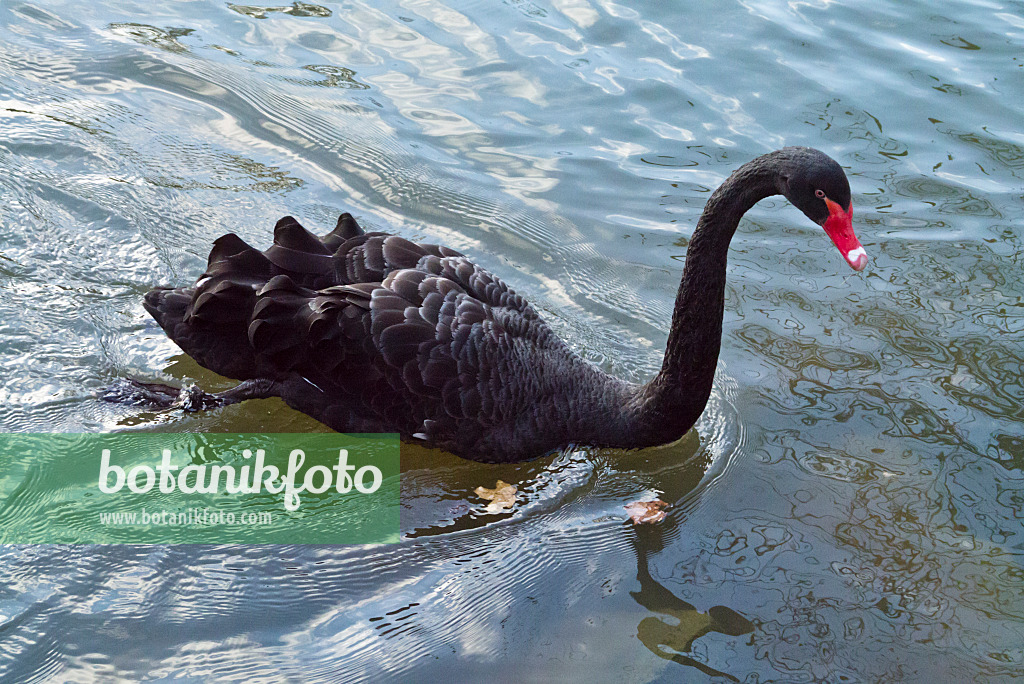 526061 - Black swan (Cygnus atratus)