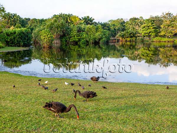 434280 - Black swans (Cygnus atratus) at a tropical lake
