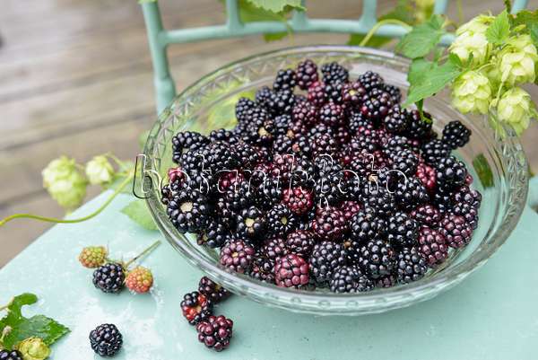 545057 - Blackberries (Rubus fruticosus)