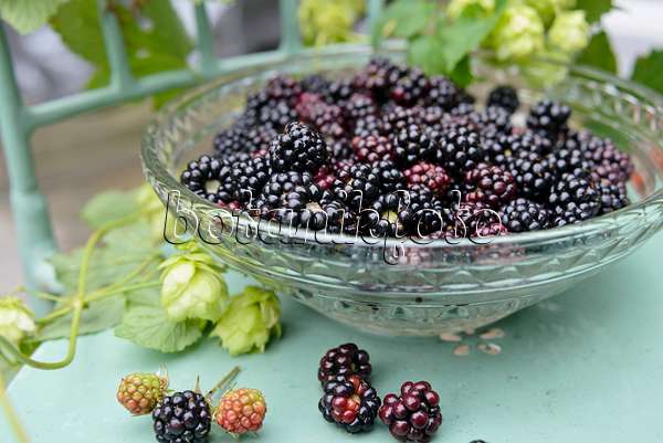 545058 - Blackberries (Rubus fruticosus)