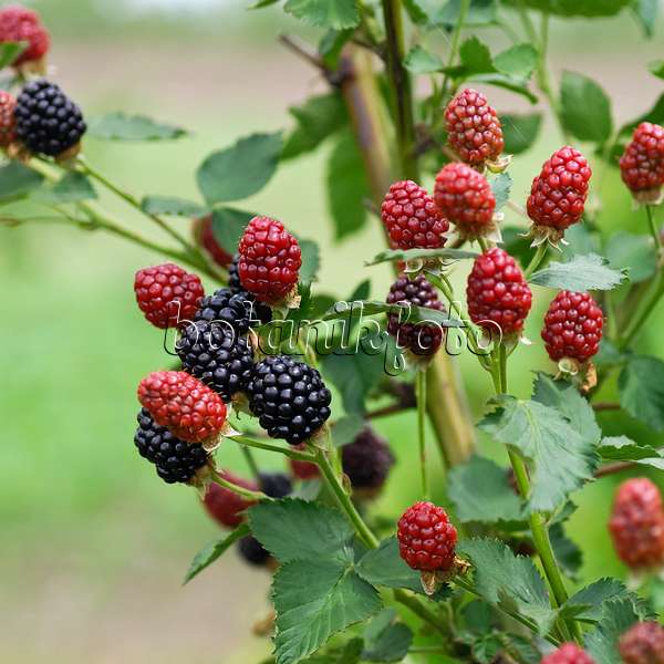 454090 - Blackberry (Rubus fruticosus 'Arapaho')