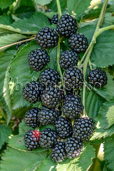 547284 - Blackberry (Rubus fruticosus 'Asterina')