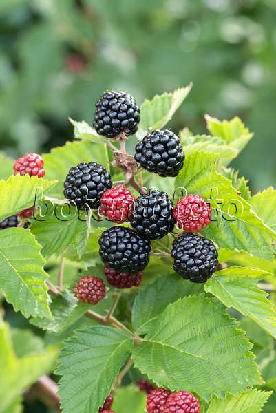 638323 - Blackberry (Rubus fruticosus 'Asterina')
