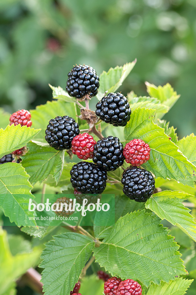 638323 - Blackberry (Rubus fruticosus 'Asterina')