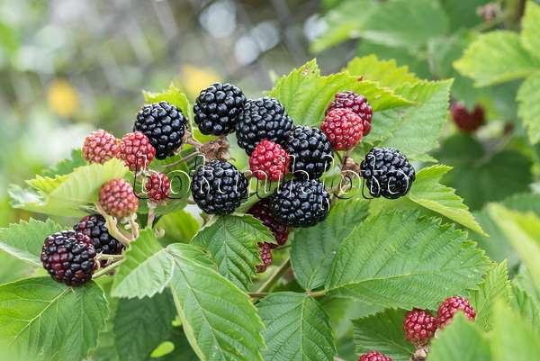 638324 - Blackberry (Rubus fruticosus 'Asterina')