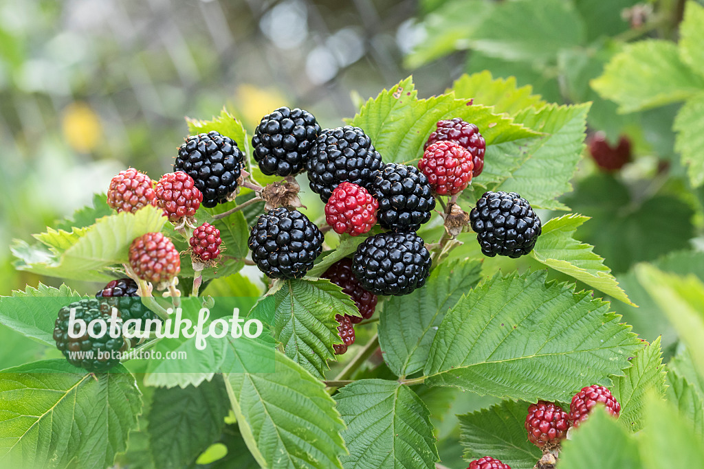 638324 - Blackberry (Rubus fruticosus 'Asterina')