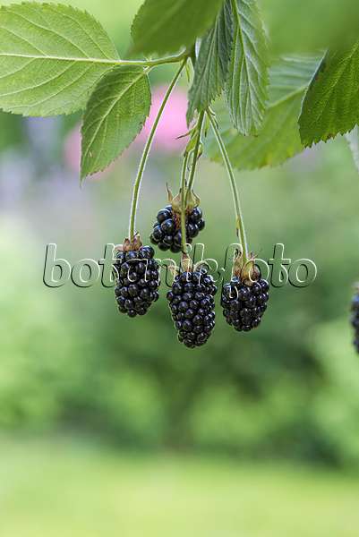 616120 - Blackberry (Rubus fruticosus 'Baby Cakes')