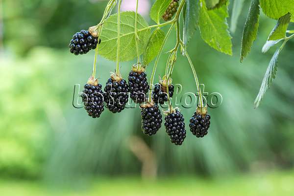 616121 - Blackberry (Rubus fruticosus 'Baby Cakes')