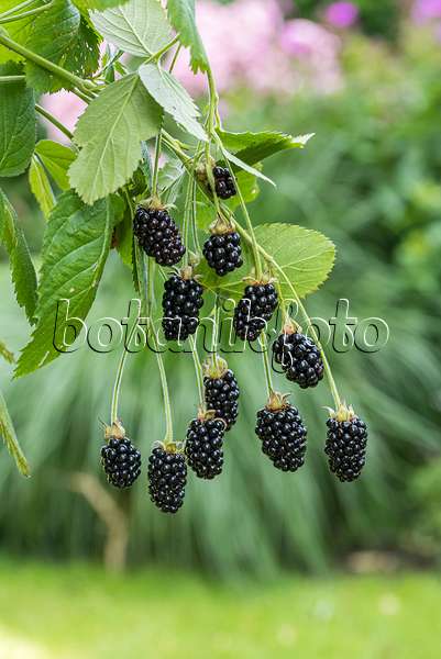 616122 - Blackberry (Rubus fruticosus 'Baby Cakes')