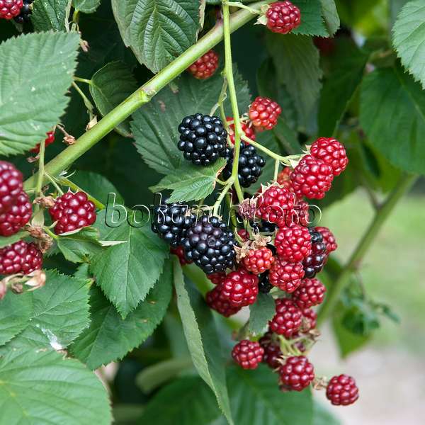 502421 - Blackberry (Rubus fruticosus 'Chester Thornless')